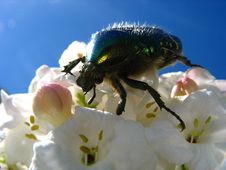 May-bug On Flower 2 Stock Images May-bug On Flower 2 Stock Images