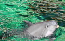 Dolphin Stock Photo