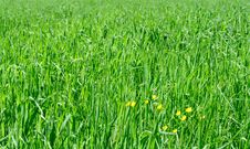 Field Of Oats Royalty Free Stock Images Field Of Oats Royalty Free Stock Images
