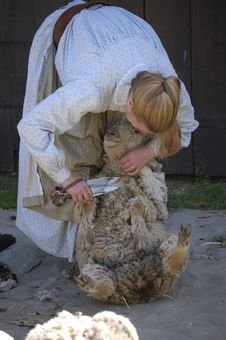 Shearing Sheep VIII Royalty Free Stock Photography Shearing Sheep VIII Royalty Free Stock Photography