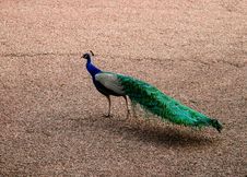 Fancy Fan (Peacock) Royalty Free Stock Images Fancy Fan (Peacock) Royalty Free Stock Images