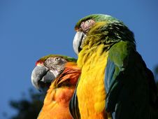 Parrots Stock Images Parrots Stock Images