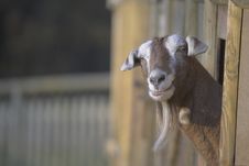 Inquisitive Goat Stock Photos Inquisitive Goat Stock Photos