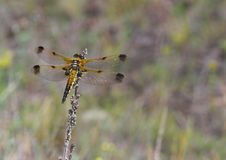Golden Dragonfly Resting On The Dry Blade Royalty Free Stock Photos Golden Dragonfly Resting On The Dry Blade Royalty Free Stock Photos