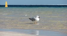 Sea Gull Royalty Free Stock Image