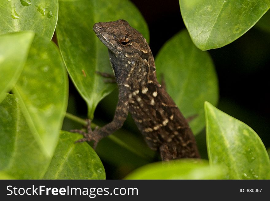 Gecko Lizard Closeup. Gecko Lizard Closeup