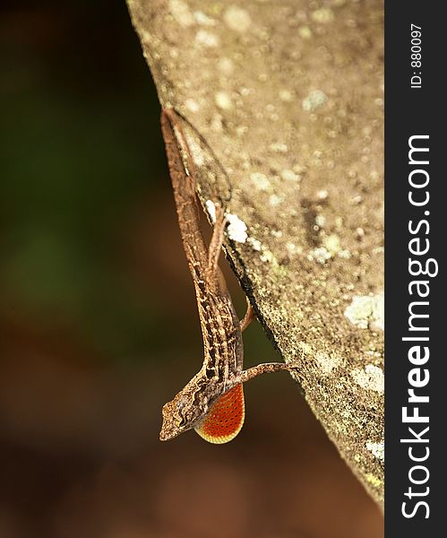 Gecko Lizard giving Warning