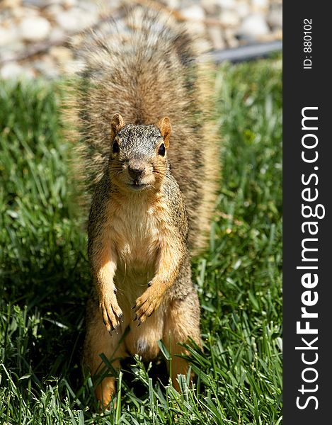 Squirrel Begging for Food. Squirrel Begging for Food