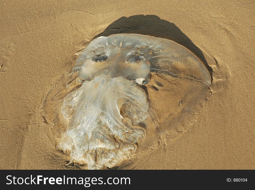 A jellyfish with a face. A jellyfish with a face