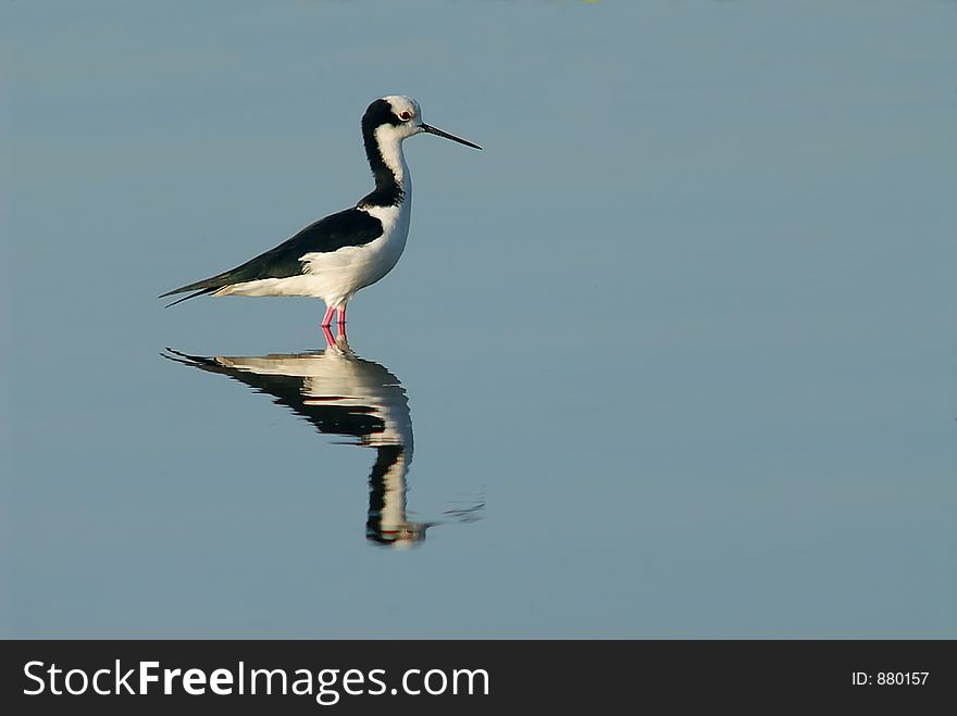 A bird and reflex on the river. A bird and reflex on the river