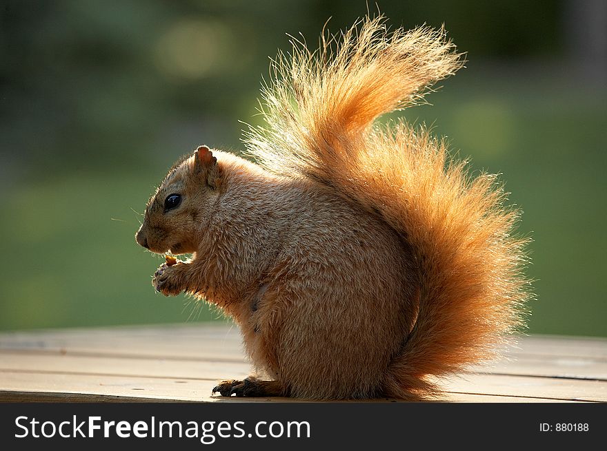 Cute squirrel eating a nut