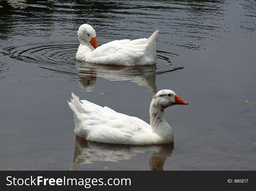 Two ducks swimming in pond. Two ducks swimming in pond
