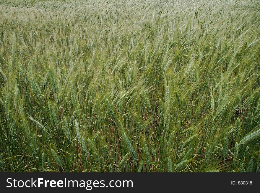 Grain field close-up, Italy