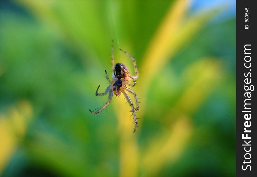 Small spider on net