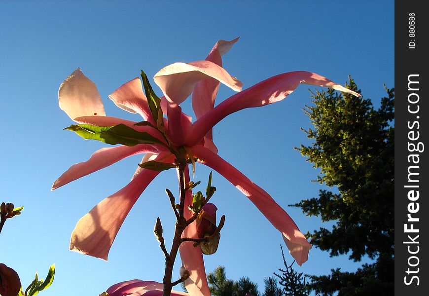 Pink magnolia flower on blue sky and pine tree