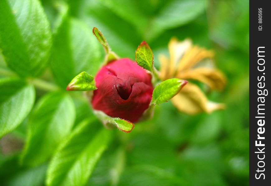 Red rose