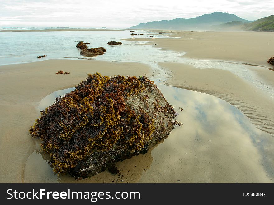 Rock with seaweed, Oregon coast. Rock with seaweed, Oregon coast