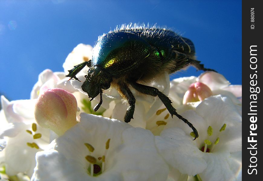 May-bug on flower 2