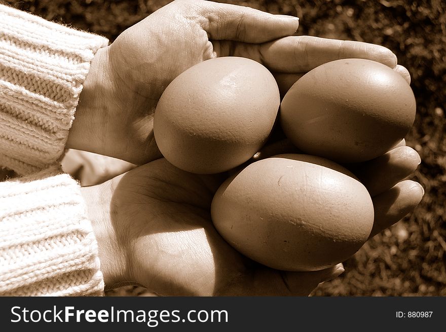 Eggs In Hands