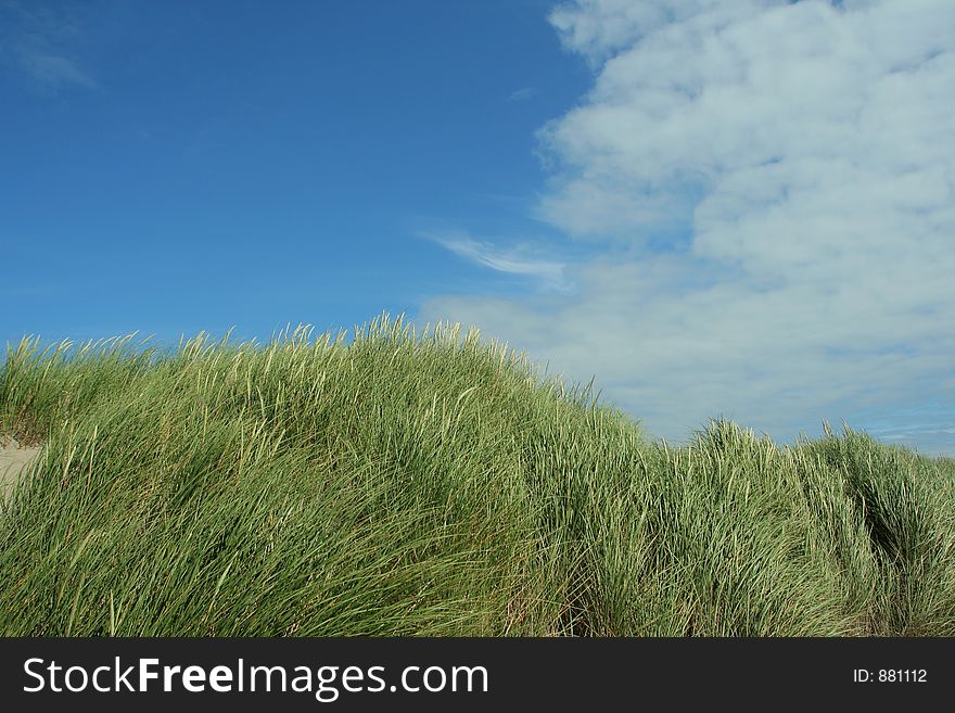 Dunes and grass; Oregon coast. Dunes and grass; Oregon coast