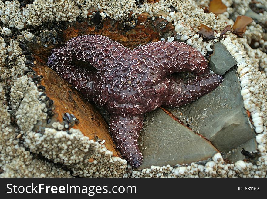 Starfish on rock; Oregon coast