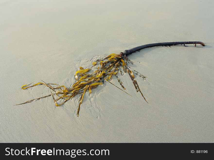 Seaweed on sandy beach; Newport, Oregon