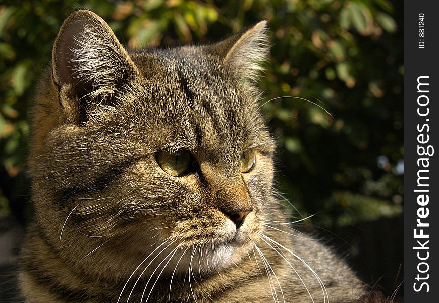 Unique English Cat