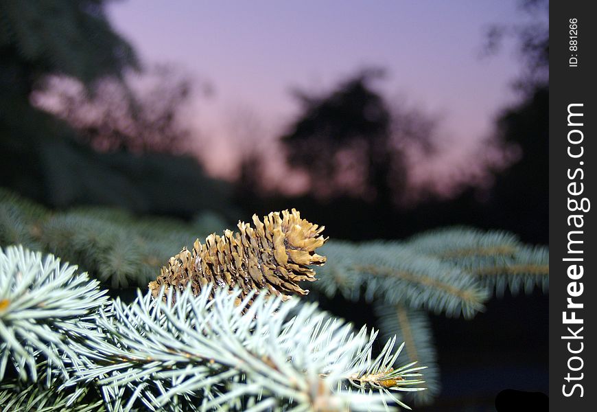 Fir cone on the sunset background