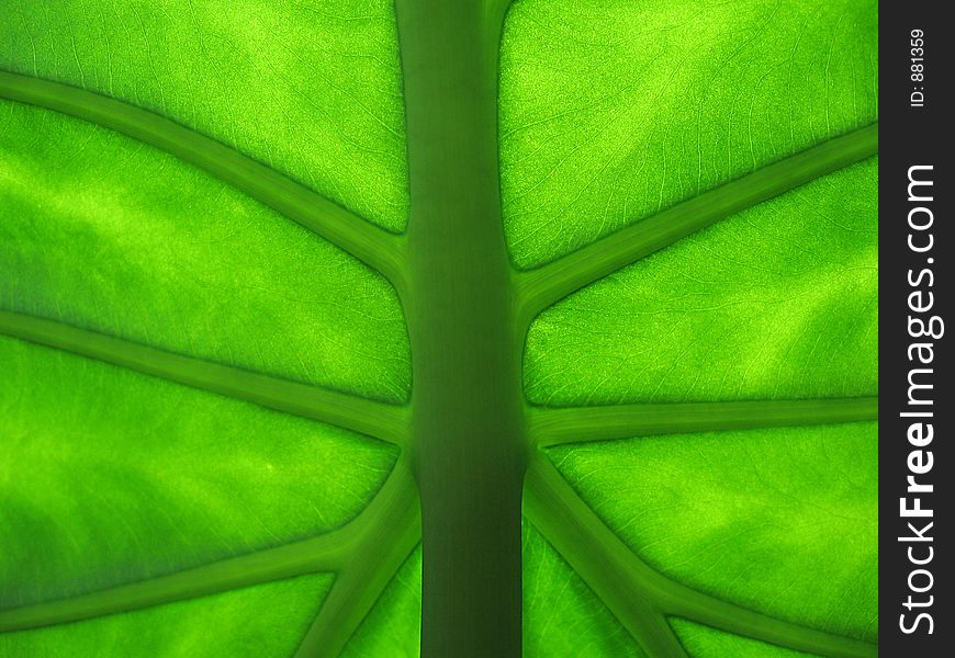 Light through a green leaf