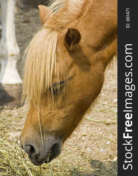 A copper-colored pony reaches down for more hay. A copper-colored pony reaches down for more hay.