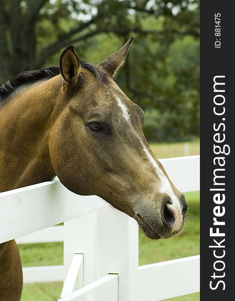 A bay horse leans his head over the fence in greeting. A bay horse leans his head over the fence in greeting.