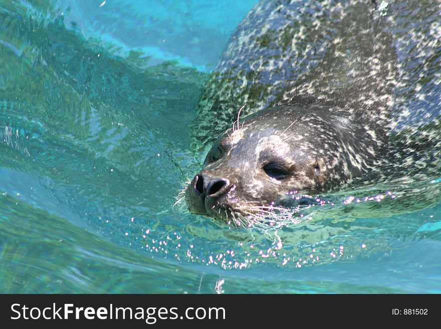 swimming Seal