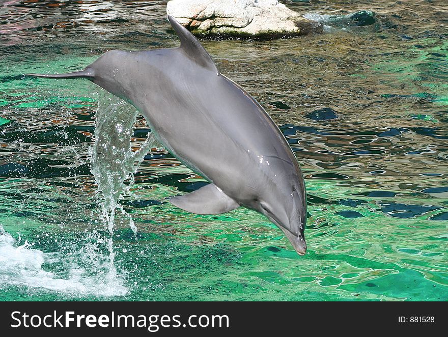 Jumping dolphin