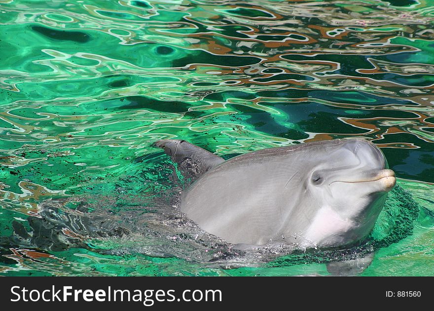 Swimming Dolphin