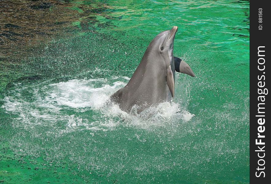 Dancing dolphin