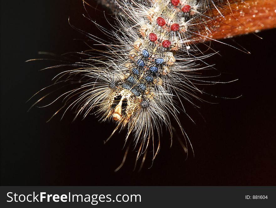 Macro Photo of a Caterpillar