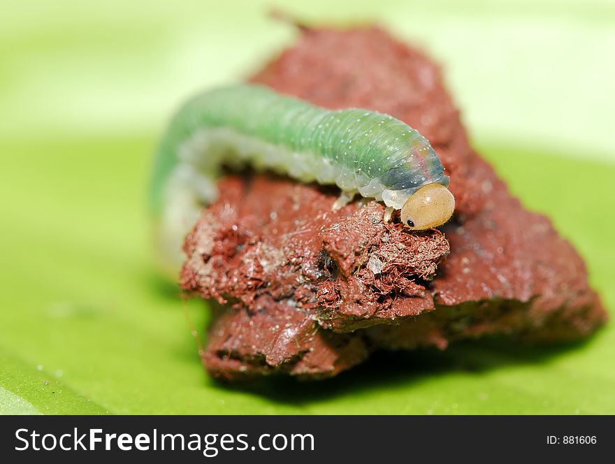 Macro Photo of a Caterpillar