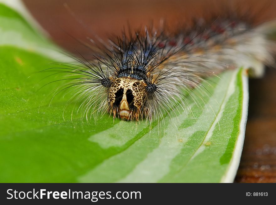 Macro Photo of a Caterpillar