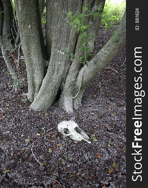 Sheep Skull