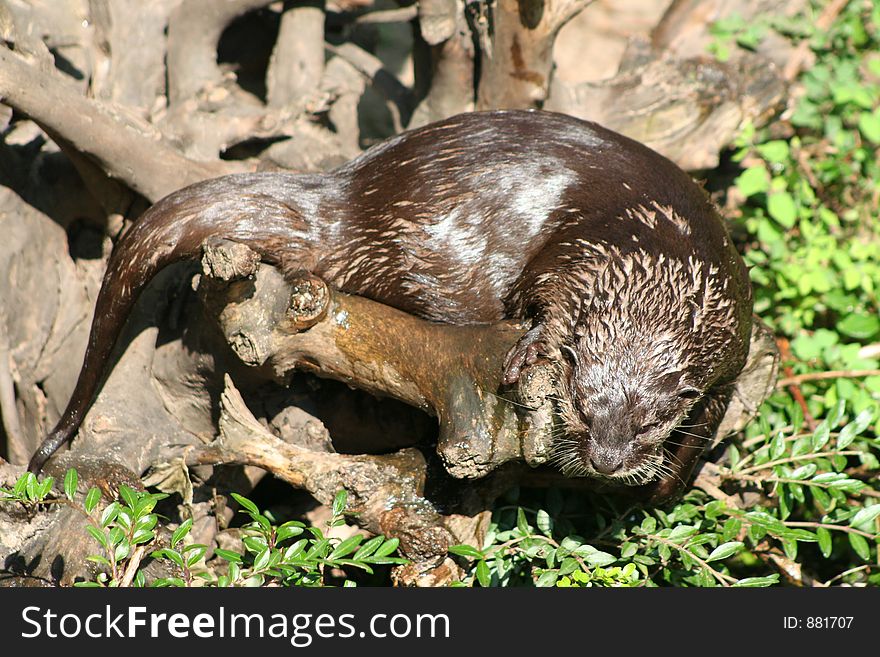 Lazy otter