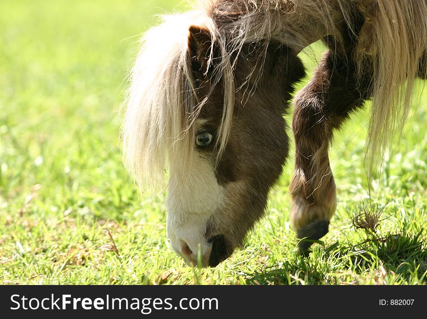 Mini pony with blue eye. Mini pony with blue eye