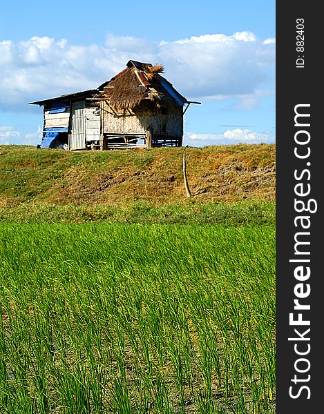 Hut in the middle of a ricefield. Hut in the middle of a ricefield