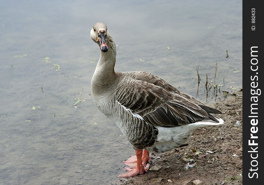 A goose standing my the pond getting ready to go for a swim. A goose standing my the pond getting ready to go for a swim