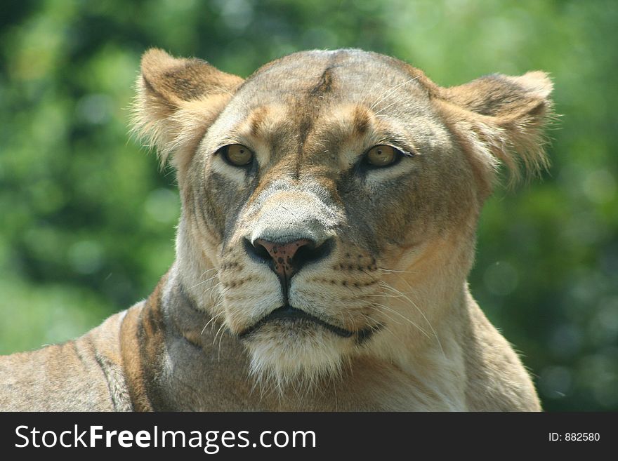 Portrait of Lioness