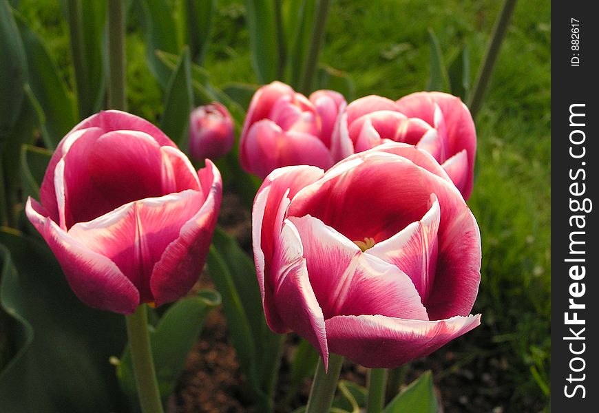 Some large pink tulip heads with green grass background. Some large pink tulip heads with green grass background.