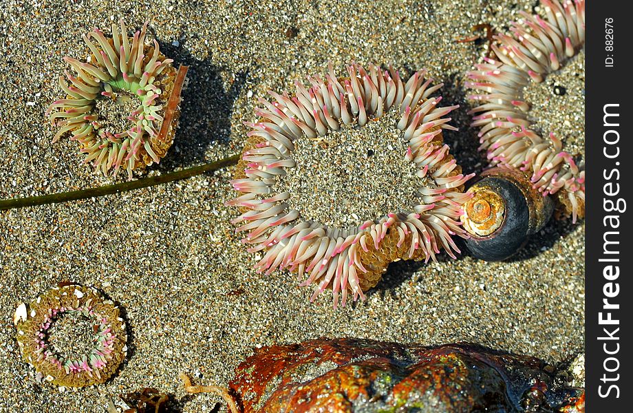 Sea anemones, Brookings, Oregon