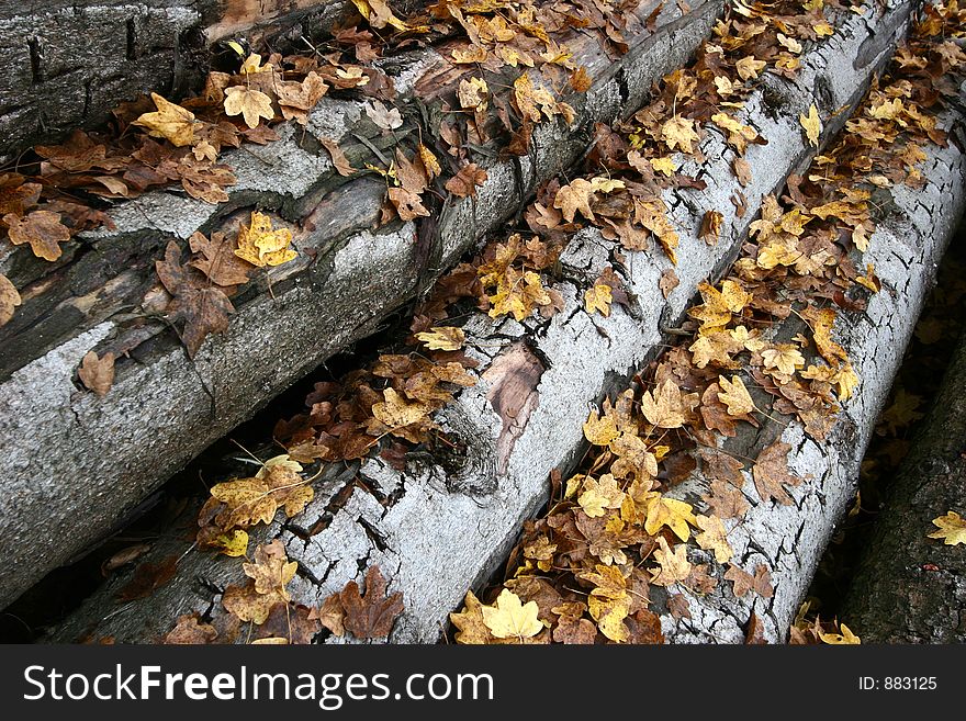 Pile of tree truncs captured with a wide angle in autumn with dead leaves on them. Pile of tree truncs captured with a wide angle in autumn with dead leaves on them