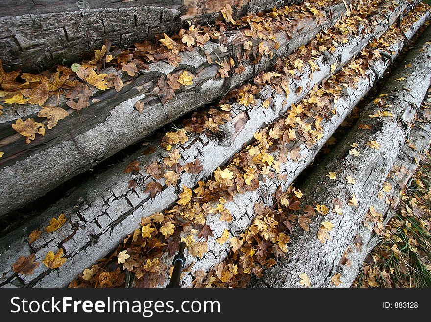 Pile of tree truncs captured with a wide angle in autumn with dead leaves on them. Pile of tree truncs captured with a wide angle in autumn with dead leaves on them