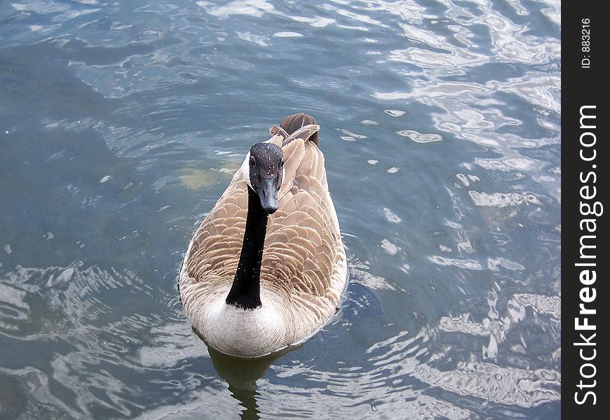 A canada goose