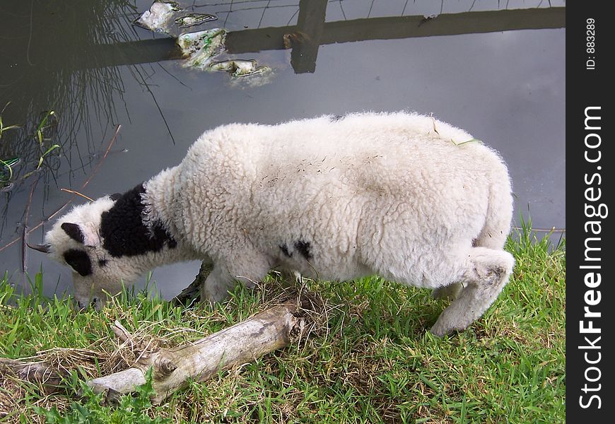 A lamb nearly in the water. A lamb nearly in the water